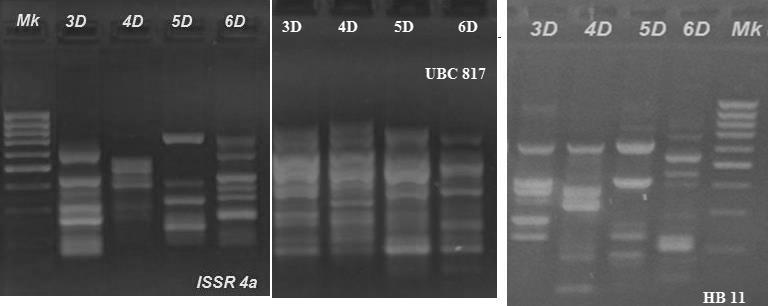 Optimization of PCR-ISSR technology for the genetic analysis of the Basidiomycota species 105 Fig. 1. ISSR band pattern in Phellinus igniatus using 3 different ISSR primers. 3D-6D P.