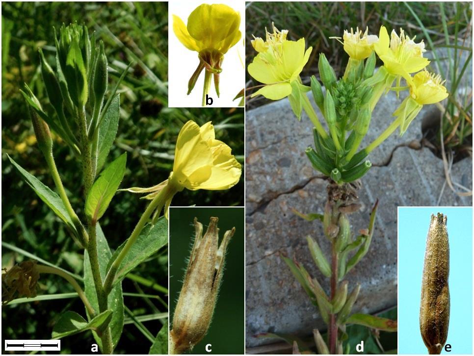 44 Sîrbu C., Oprea A. Fig. 4. Oenothera fallax (a-inflorescence, b-flower, c-capsule) and Oenothera wienii (d- inflorescence, e- capsule). Scale bar: a-6 mm; b-6.5 mm, c-2.5 mm, d-5.5 mm; e-3 mm.