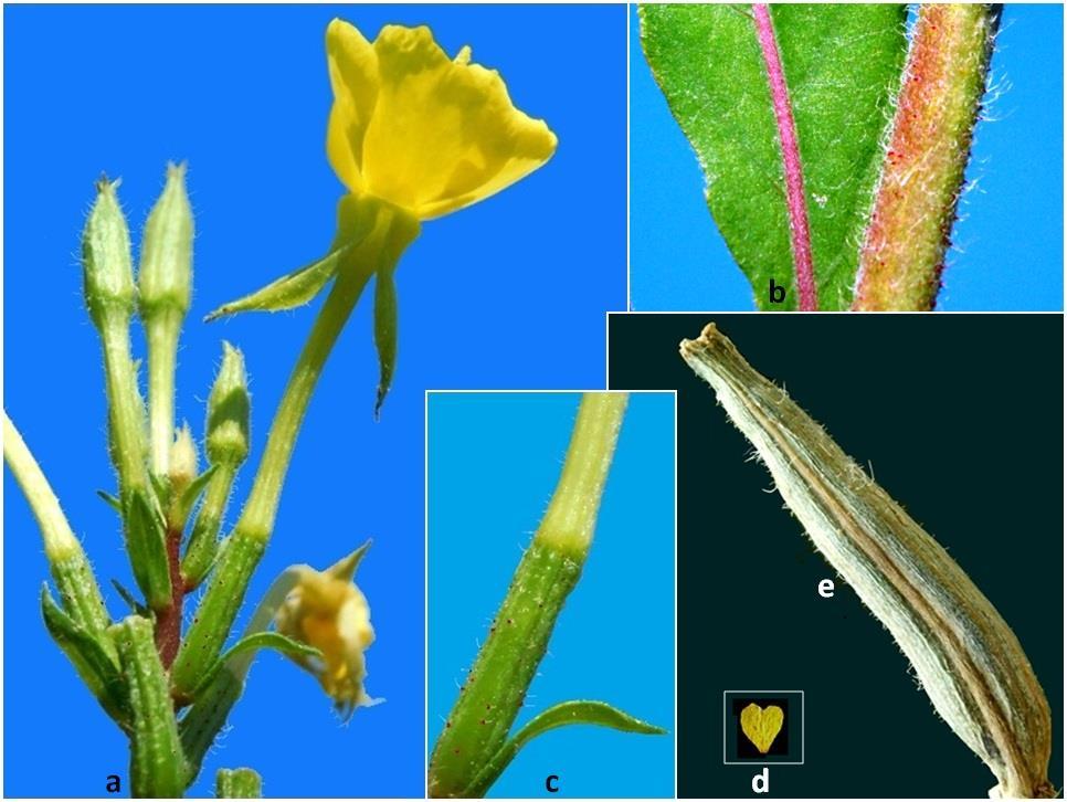 46 Sîrbu C., Oprea A. Fig. 5. Oenothera rubricaulis: a-inflorescence, b-stem and leaf, c-ovary, d-petal, e-capsule. Scale bar: a, b-3 mm; c-1.3 mm, d-10 mm; e-1.5 mm.