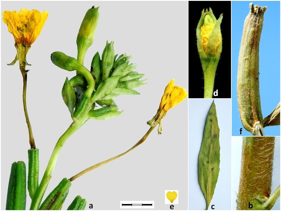 48 Sîrbu C., Oprea A. Fig. 6. Oenothera parviflora: a-inflorescence, b-stem, c-leaf, d-bud, e-petal, f-capsule. Scale bar: a-2.5 mm, b-1.5 mm; c-7.5 mm, d-2 mm; e-10 mm, f-2.3 mm. Ecology.