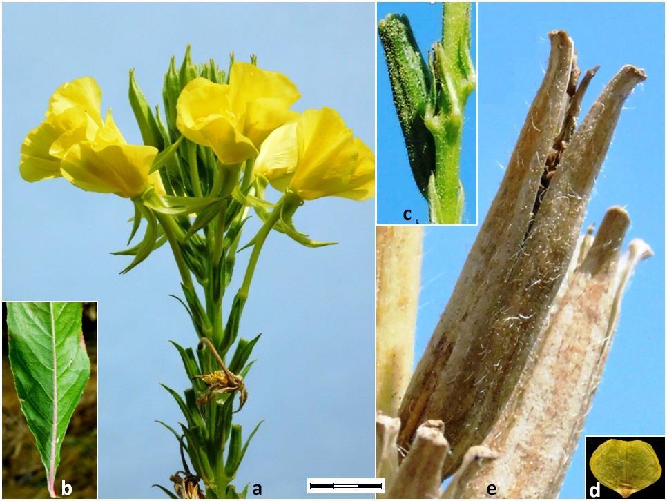 50 Sîrbu C., Oprea A. Fig. 7. Oenothera biennis: a-inflorescence, b-leaf, c-ovary and rhachis, d-petal, e-capsule. Scale bar: a-6.5 mm; b-8 mm; c-1.2 mm; d-7 mm; e-1.3 mm. 4a.