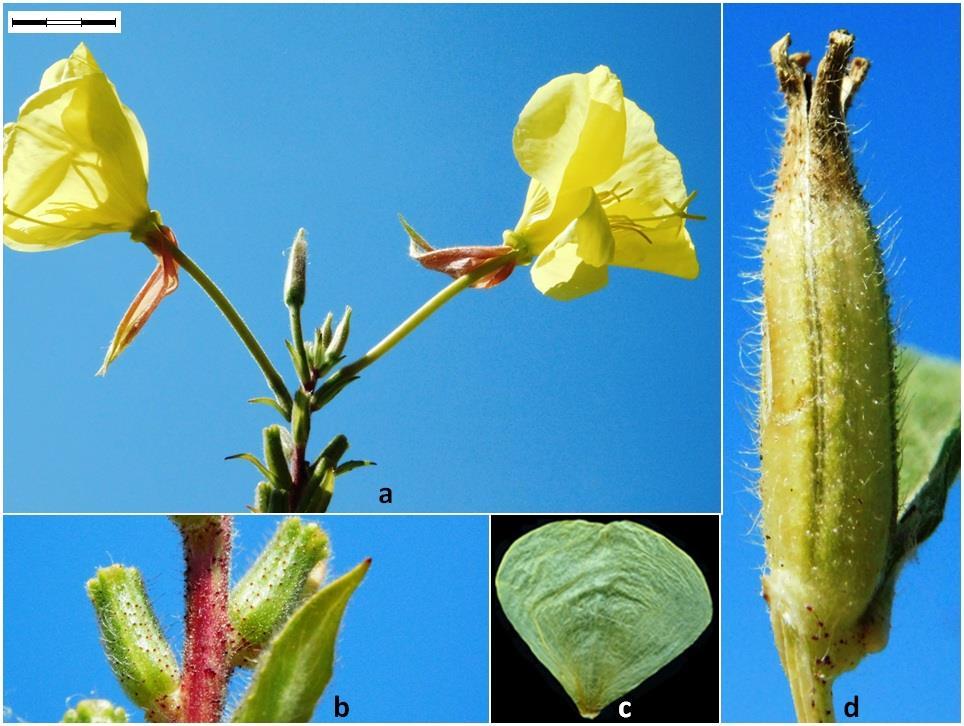 Notes of the Genus Oenothera, Section Oenothera, subsection Oenothera in Romania 51 Fig. 8. Oenothera glazioviana: a-inflorescence, b-ovaries and rhachis, c-petal, d- capsule.