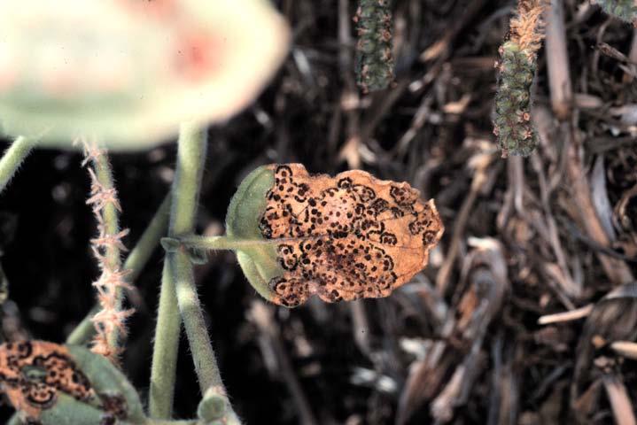 The Weed: Heliotropium europaeum, common heliotrope (Boraginaceae) The biological control agent:
