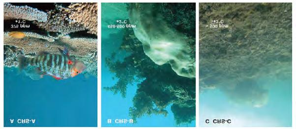 Impacts on foundation species Corals Hoegh-Guldberg et al. 2007 J. Sones A.