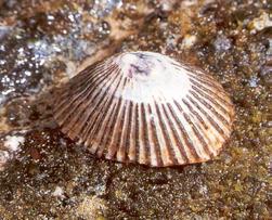 declines in mussel cover Reduced calcification is also common in molluscs Shells often smaller and/or thinner