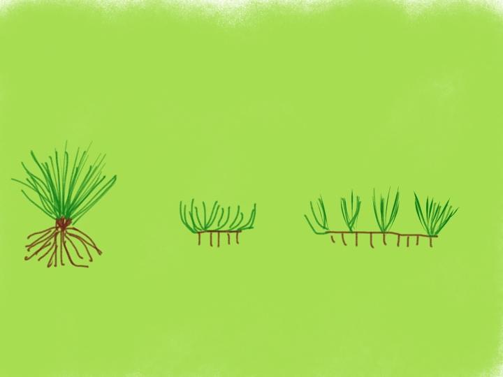 The grass gradient Cespitose