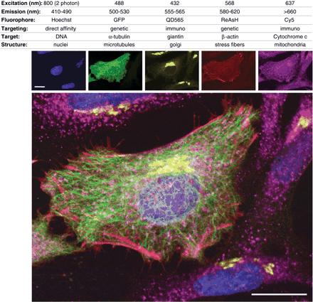 Parallel use of several fluorescent labels HeLa cells stained with five different