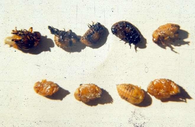 Potato beetles (top row) killed by IGR