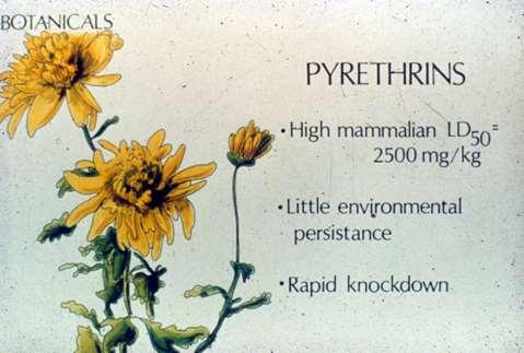 Pyrethrins are the active
