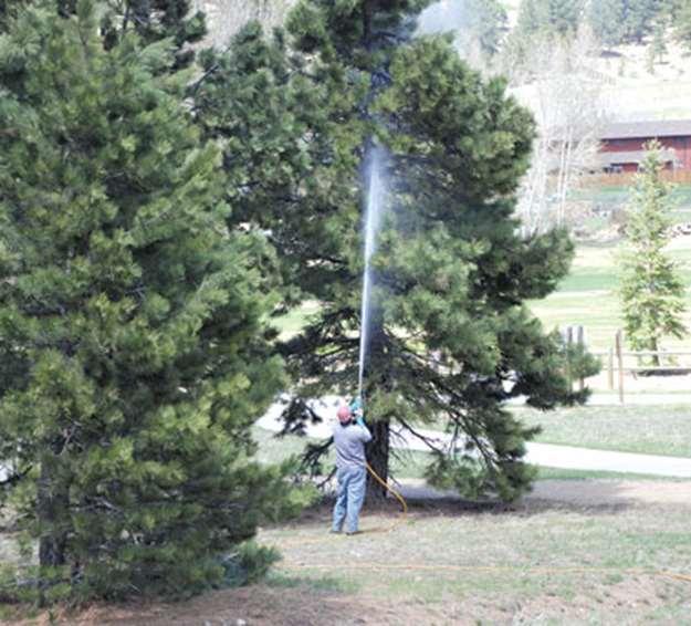 Whole tree sprays produce surface residues on all