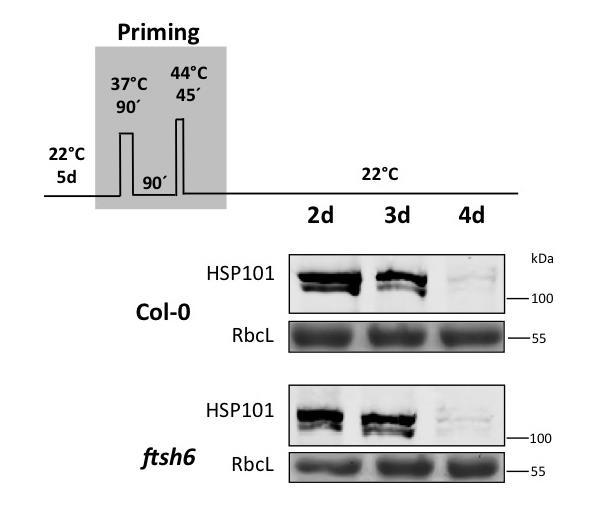 Supplementary Figure 9. Supplementary Figure 9. Immunodetection of HSP101 protein in and ftsh6.