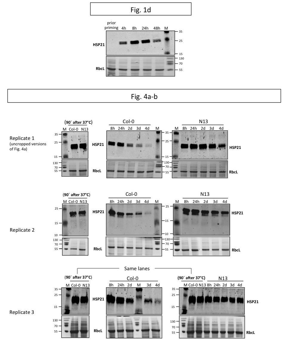 Supplementary Figure 10. Supplementary Figure 10. Uncropped gel and western blot images presented in this manuscript.