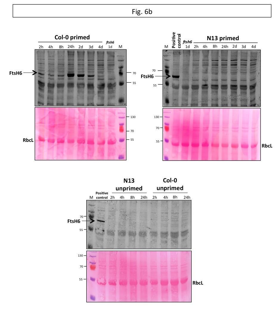 Supplementary Figure 10 (continued). Supplementary Figure 10. Uncropped gel and western blot images presented in this manuscript.