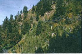 spruce- larch forest (Foto: Trail)