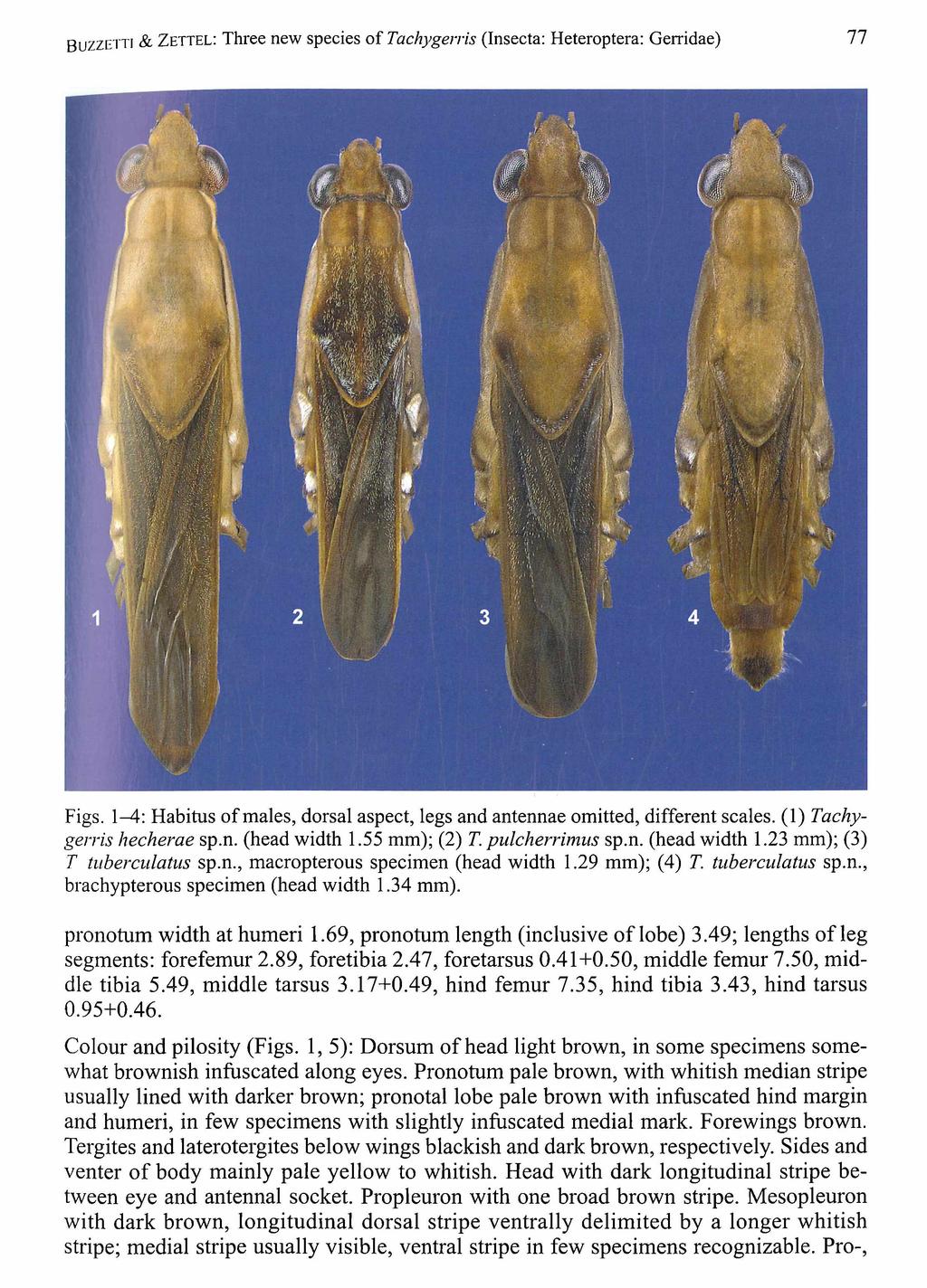 B u z z e tti Naturhistorisches Wien, download unter www.biologiezentrum.at & Z e t t e l : Three new species omuseum f Tachygerris (Insecta: Heteroptera: Gerridae) 77 Figs.