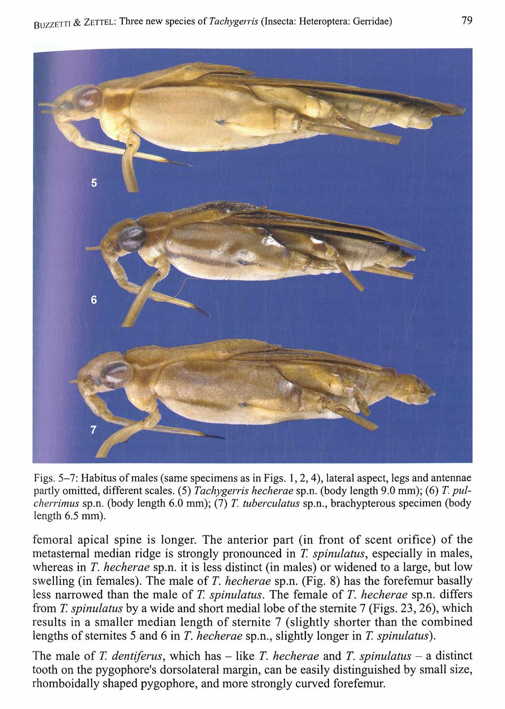 B u z z e t t i & Z e t t e l : Three new Naturhistorisches species of Museum Tachygerris Wien, download (Insecta: unter www.biologiezentrum.at Heteroptera: Gerridae) 79 Figs.