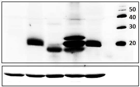 VC TaLTP3 LTP4.4 LTP4.5 LTP1.1 133 A. B. PGK1 Figure 5.2. Expression of plant nsltps in yeast.