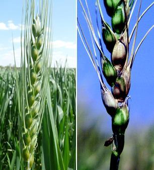 9 Figure 1.2. Inflorescence from uninfected and FHB wheat.