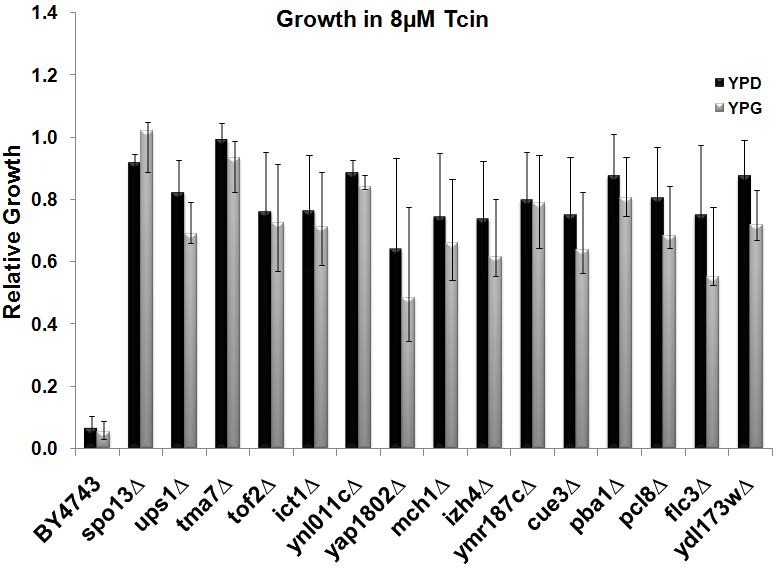 The most resistant 15 strains were grown on 2, 4 or 8 µm Tcin in liquid YPD or YPG