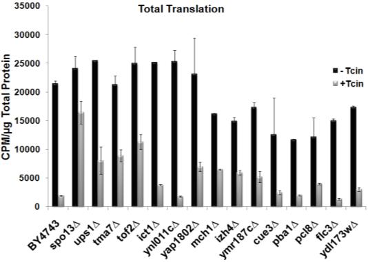 56 and untreated samples for both total and mitochondrial translation is represented as percent of the