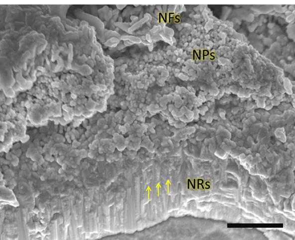 Electronic Supplementary Information (ESI) for Nanoscale. Fig. S1 FESEM image of the triple-layered WO3. The scale bar is 1 m. Fig. S2 Atomic force microscopy (AFM) of a tungsten foil after an anodization time of 4 hours.