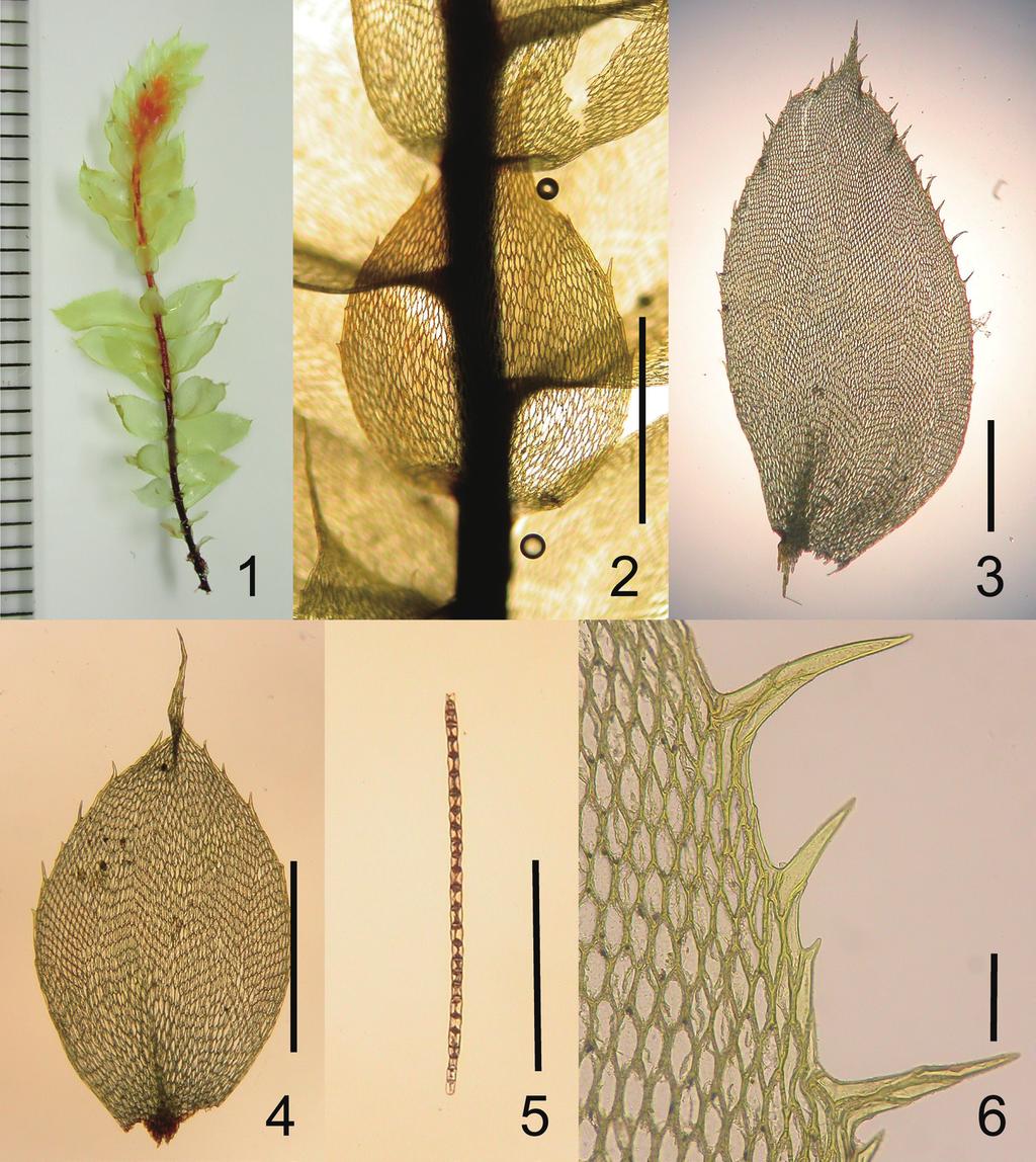 42 Masanobu Higuchi Fig. 2. Cyathophorum spinosum. 1. Plant. 2. A part of plant. 3. Leaf. 4. Amphigastrim. 5. Gemma. 6. Median marginal cells of leaf. Scales for 1 4 in 1 mm, for 5 in 0.