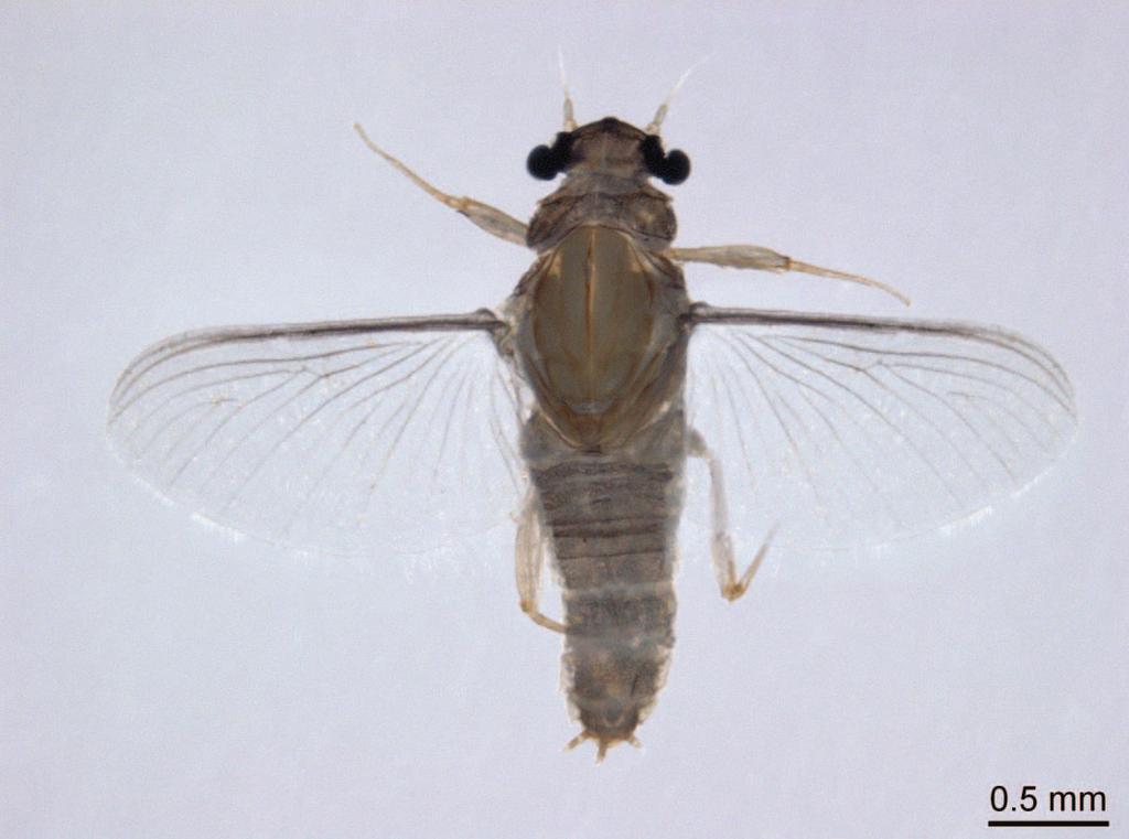 New Caenis (Ephemeroptera: Caenidae) from Vanuatu 287 Figure 1. Caenis vanuatensis sp. n., female imago in dorsal view. Epidermal pigmentation.