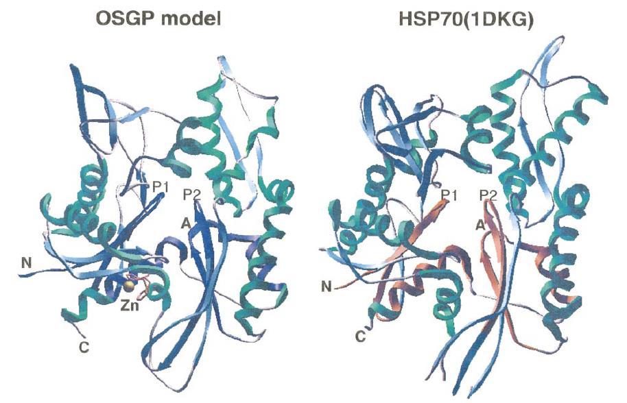 Comparison of the HSP70 structure and a structural model of the