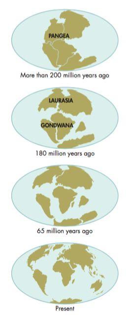 Vertebrate Evolutionary history Geographical changes in Paleozoic and Mesozoic influenced vertebrate evolution Continental drift = continents move like sliding plates on the Earth's surface -Large
