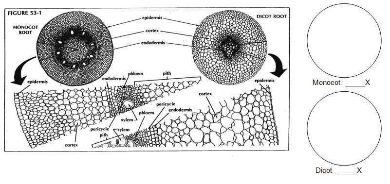 Part B: Roots Materials: Plant roots (monocot and dicot) Microscope Microscope slides Cells in plants cells are organized into four main tissues protective, vascular, meristematic, and fundamental.