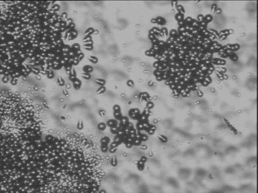 via ICP-MS (small particles) Visual appearance via optical microscopy.