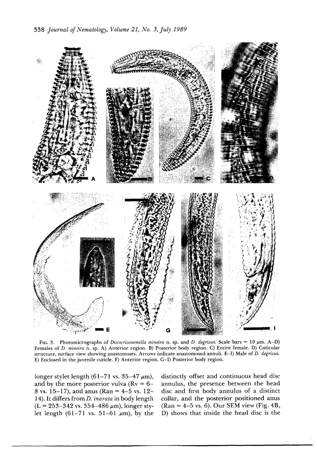 338 Journal of Nematology, Volume 21, No. 3, July 1989 : :?,, ' y : i '.;ZN~;-'e~';L :'; /"'." "] FIG. 3. Photomicrographs of Discocriconemella mineira n. sp. and D. degrissei. Scale bars = 10 ~m.