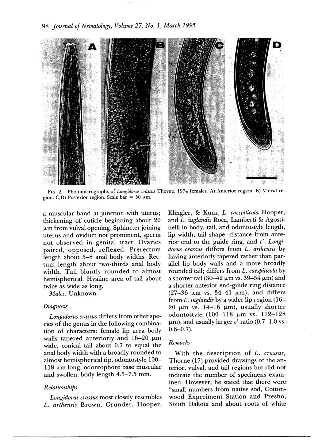 98 Journal of Nematology, Volume 27, No. 1, March 1995 {{..... FxG. 2. Photomicrographs of Longidorus crassus Thorne, 1974 females. A) Anterior region. B) Vulval region. C,D) Posterior region.
