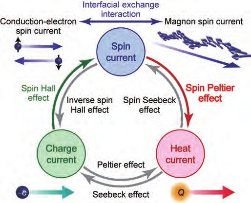 Physics Focus Bulletin Spin Peltier Effect: Controlling Heat Through Electron Spins Ken-ichi Uchida National Institute for Materials Science Interaction between spin and heat currents is actively