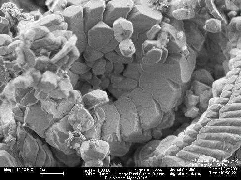 Figure 1.1. Microscopic chalk structures: coccospheres, coccoliths, and platelets (Sulak and Danielsen, 1989). Figure 1.2.