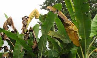 MUHTASARI: Ugonjwa wa Banana Xanthomonas wilt (BXW) umepewa jina lake kutoka kwa bakteria wanaoambukiza na hatimaye kuua mgomba.