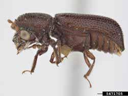 Osama Prostephanus truncatus Picha: Pest and Diseases Image Library, CC BY-NC 3.0 US, www.bugwood.org Osama aliyekomaa. Osama aliyekomaa akitoboa tembe za mahindi.