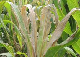 Dalili zilizoendelea ni pamoja na rangi ya kahawia kutoka pembezoni mwa jani ambayo haitokei kwenye ugonjwa wa maize streak virus.