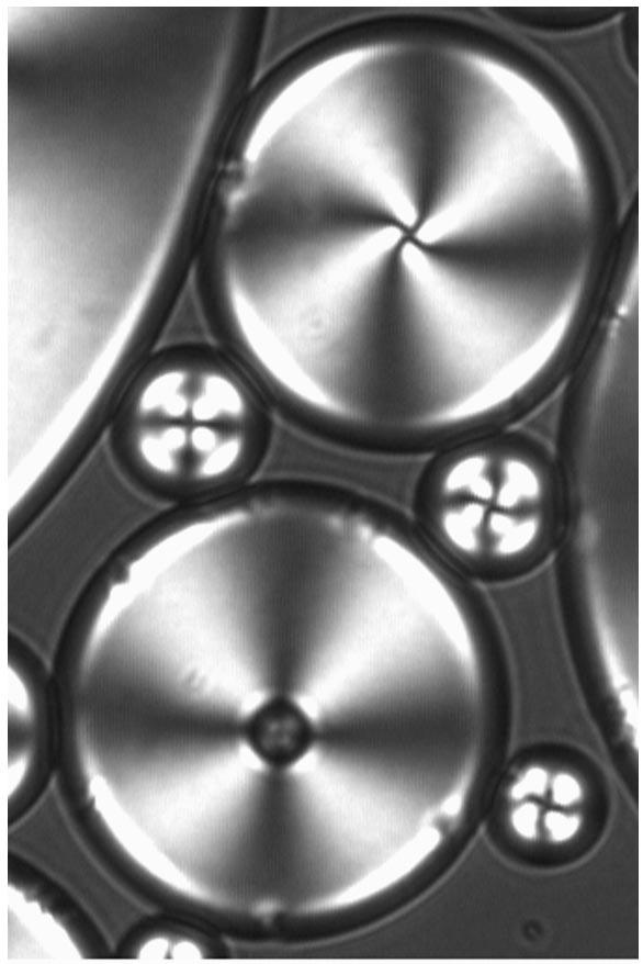 634 P. POULIN AND D. A. WEITZ 57 FIG. 13. Optical microscope picture, using crossed polarizers, of large liquid crystal drops suspended in water.