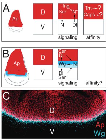 Apterous and Notch in Drosophila wing 555 Fig. 1. Cell interactions at the DV boundary. (A) Establishment of the signaling center and the DV affinity boundary.