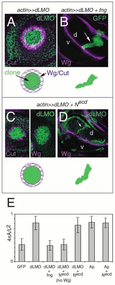 558 M. Milán and S. M. Cohen Fig. 5. Cell affinities at the DV boundary require Notch activation. (A) Clones expressing LMO (green). Cut is shown in purple.