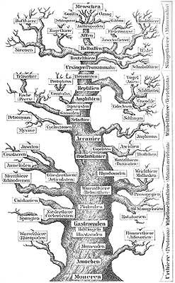 Phylogeny Phylogeny is the sequence of events involved in the evolutionary development of a species or taxonomic group.