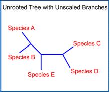 Phylogenetic Trees Rooted Trees In a rooted tree, a single node is designated as a common ancestor, and a unique path leads from it through evolutionary time to all other nodes.