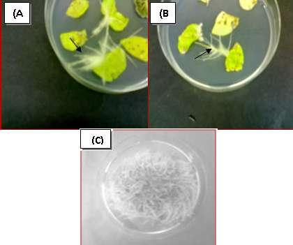Fig. 1: (A) Tomato plants after 4 weeks of culture incubated in a growth room under 16 hrs light, 8 hrs
