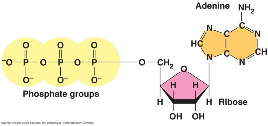A. The Structure & Hydrolysis of ATP ATP used as a