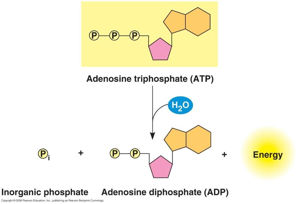 The Structure & Hydrolysis of ATP repel each other - - - very unstable