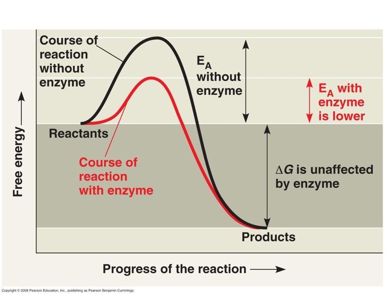 Enzymes catalyze reactions by lowering the activation energy Enzymes are specific for the