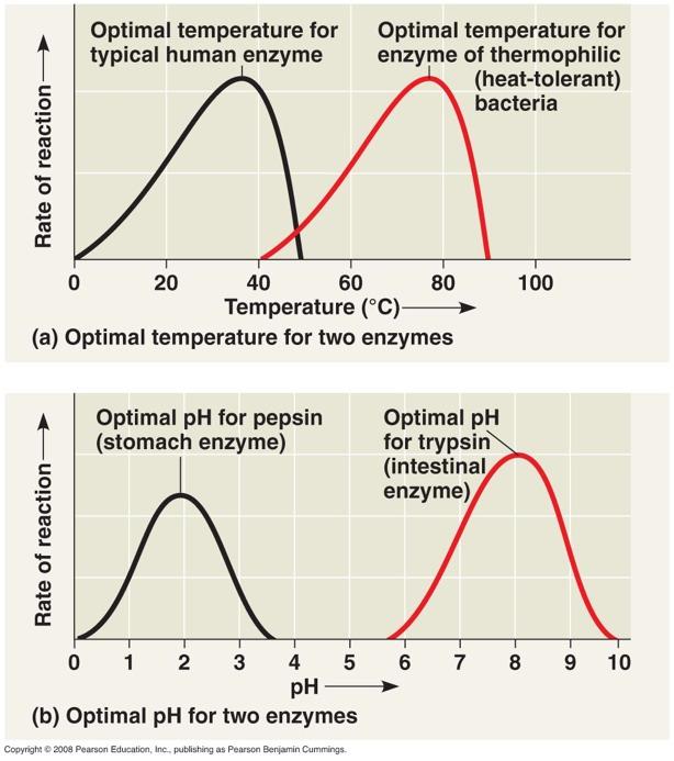 Effects of Temperature and ph The rate of enzyme activity is dependent upon ph,