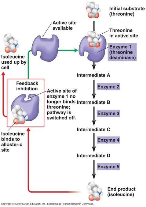 3. Feedback Inhibition Feedback Inhibition, a metabolic pathway is switched off by