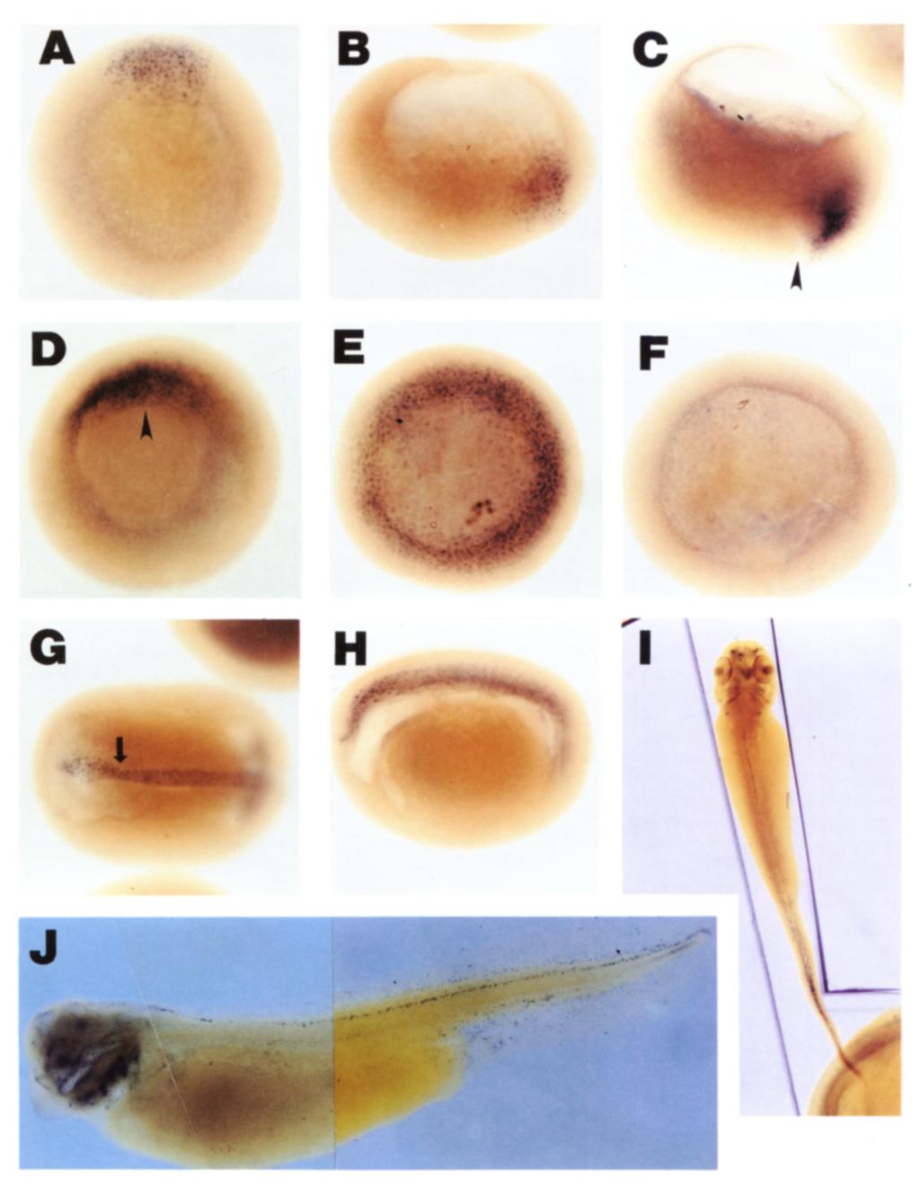 Figure 9. noggin In Situ Hybridization Whole embryos were hybridized with antisense noggin RNA probes.
